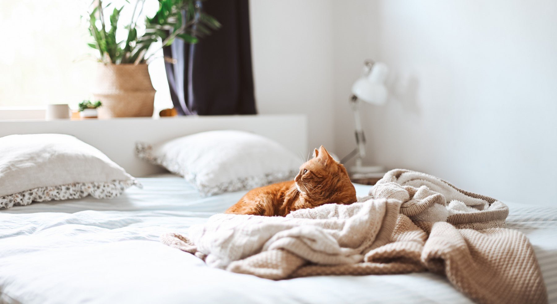 Could you be poisoning your pet? Take care when cleaning! - CYCLE Eco Cleaning Products